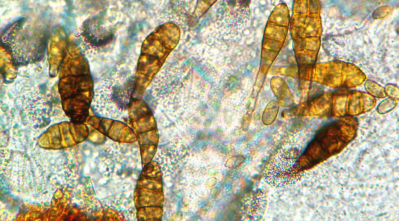 Alternaria — foto 1 van 8