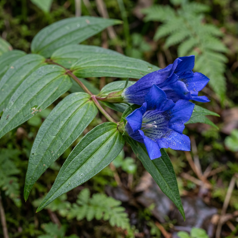 Schwalbenwurz-Enzian (Gentiana asclepiadea), AI-illustratie