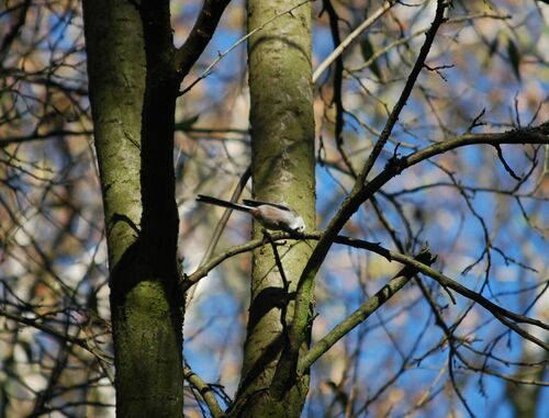 Langstaartmees — Bild 5