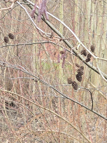 Zwarte els — Bild 3