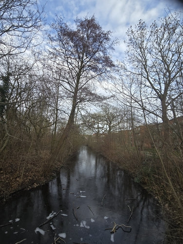 Zwarte els — Bild 2