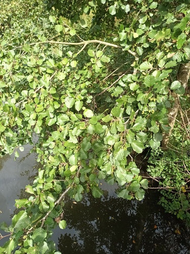 Zwarte els — Bild 5