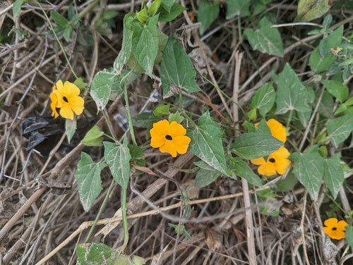 Susan met zwarte ogen — Bild 4