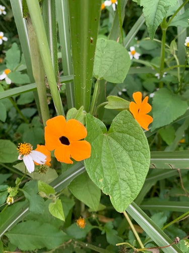 Susan met zwarte ogen — Bild 5