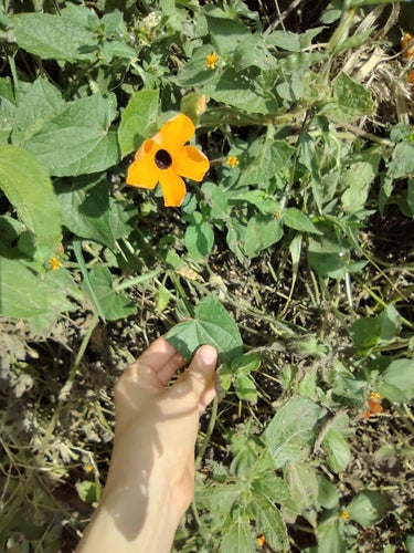 Susan met zwarte ogen — Bild 3