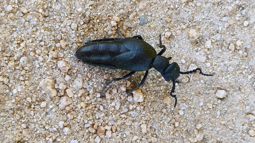 Zwartblauwe oliekever — Bild 4