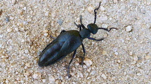 Zwartblauwe oliekever — Bild 3