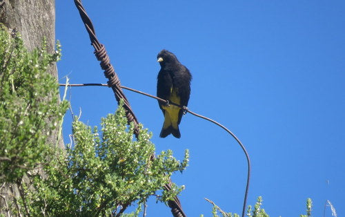 Siskin met zwarte borst — Bild 2