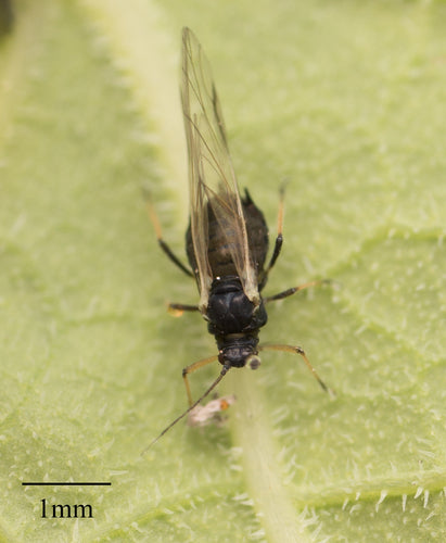 Zwarte bonenluis — Bild 2