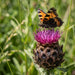 Blüte von Schwarze Flockenblume (Centaurea nigra) in Nahaufnahme (KI-generiert)