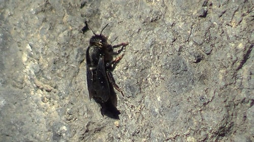 Zwarte mortelbij — Bild 3