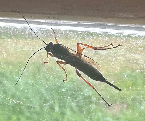Zwarte sluipwesp — Bild 5