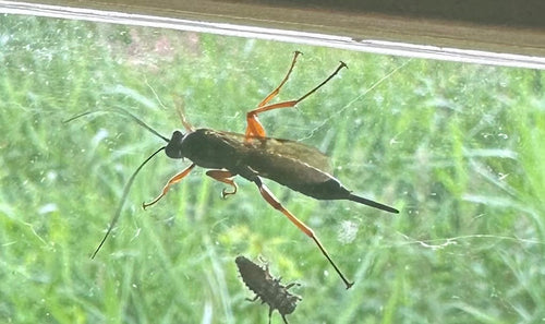 Zwarte sluipwesp — Bild 4