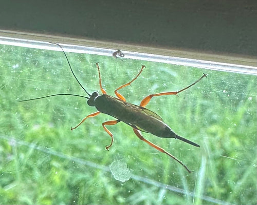 Zwarte sluipwesp — Bild 3