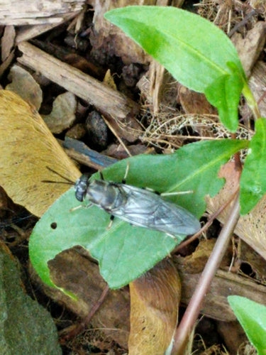 Zwarte soldatenvlieg — Bild 5