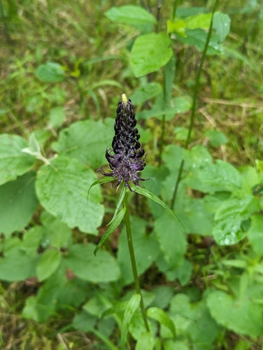 Zwarte duivelsklauw — foto 2 van 9