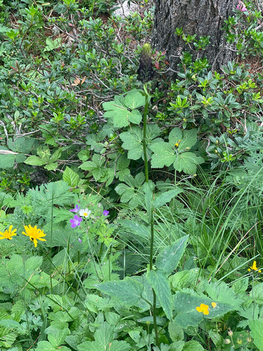 Zwarte duivelsklauw — foto 5 van 9