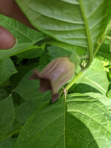 Zwarte belladonna — Bild 1