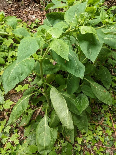 Zwarte belladonna — Bild 5