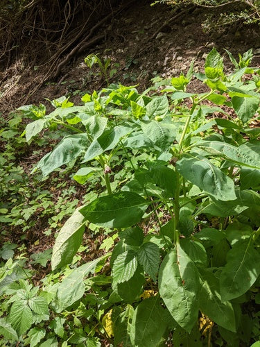 Zwarte belladonna — Bild 4