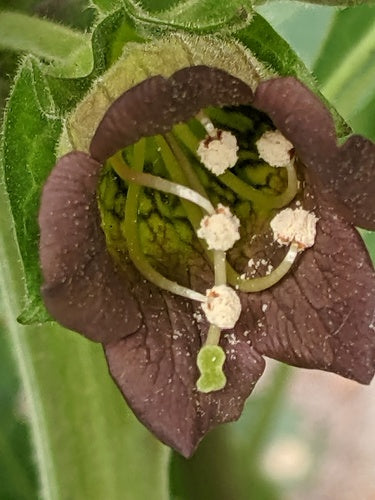 Zwarte belladonna — Bild 3