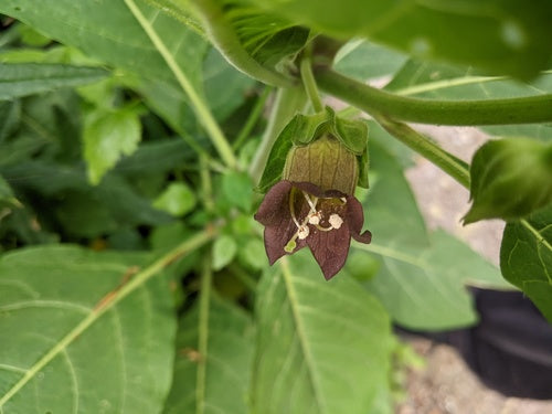 Zwarte belladonna — Bild 2