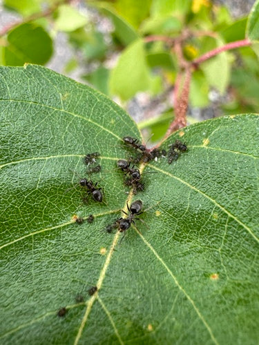 Zwartgrijze tuinmier — Bild 5