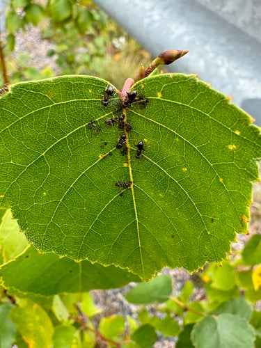 Zwartgrijze tuinmier — Bild 4