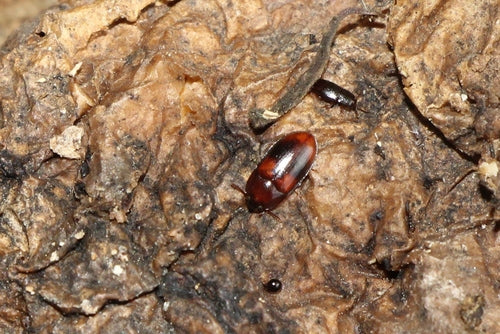 zwarte kever — foto 4 van 52
