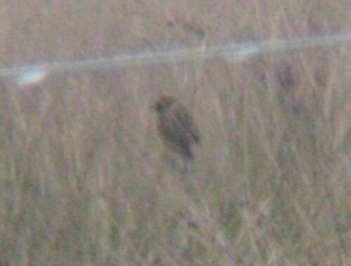 Roodborsttapuit — Bild 4
