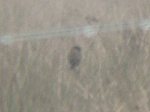 Roodborsttapuit — Bild 3