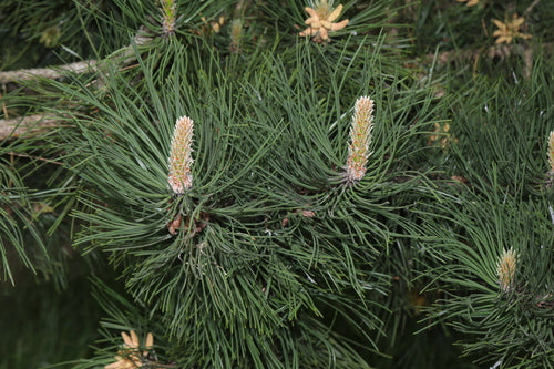 Zwarte den — Bild 5