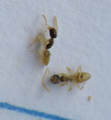 Zwartkopmier — Bild 2