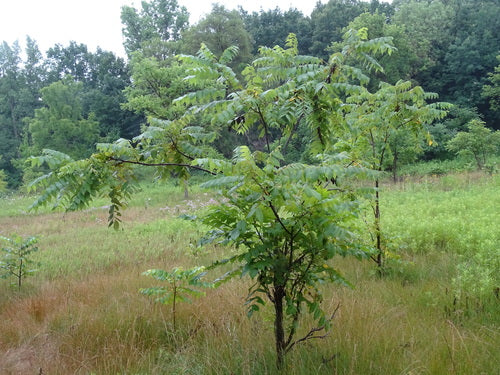 Zwarte walnoot — Bild 1