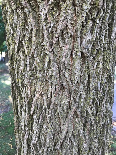 Zwarte walnoot — Bild 4