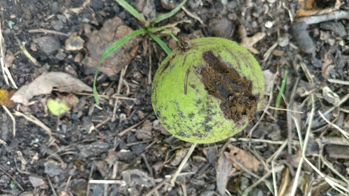 Zwarte walnoot — Bild 3