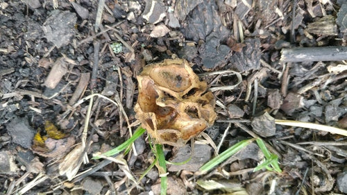 Zwarte walnoot — Bild 2
