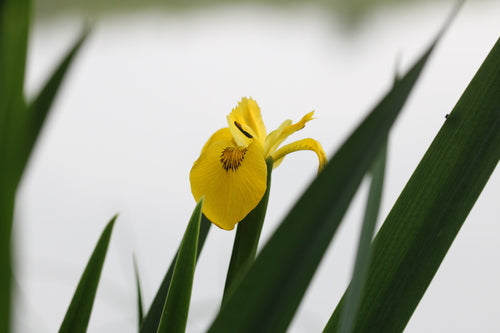 Iris (geslacht) — Bild 4