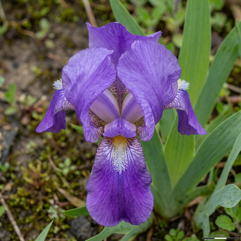 Iris (geslacht)