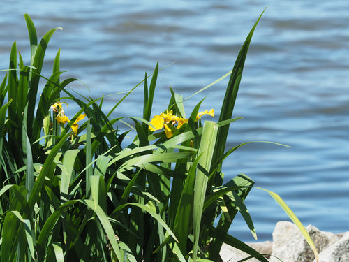 Iris (geslacht) — Bild 2