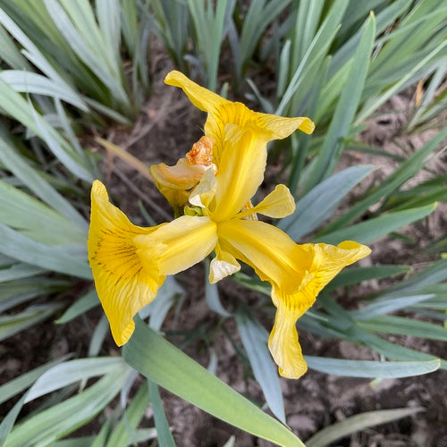 Iris (geslacht) — Bild 5