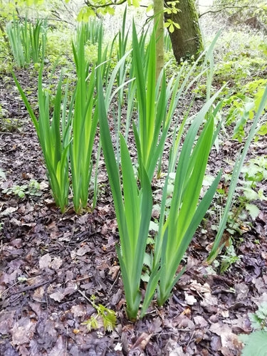 Iris (geslacht) — Bild 3