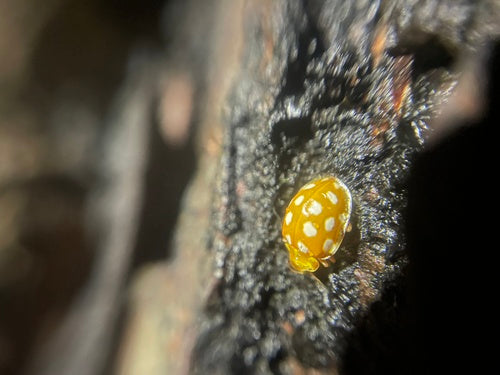 Zestienstippelig lieveheersbeestje — Bild 4