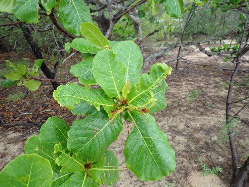 Zee-amandelboom — Bild 4