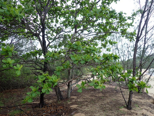 Zee-amandelboom — Bild 3