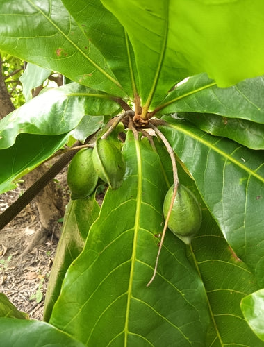Zee-amandelboom — Bild 2