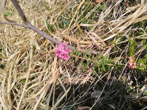 daphne — Bild 2