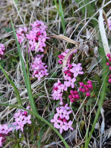 daphne — Bild 4