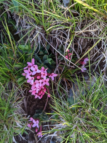 daphne — Bild 3