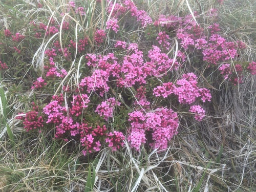 daphne — Bild 5